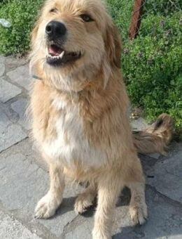 Alle Schulkinder lieben Sissy Gold - Mettmann