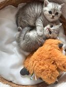Wunderschöne Britisch Kurzhaar Kitten liebevoll aufgezogen, Eltern vor Ort in 32105