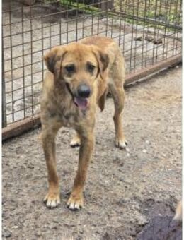 Manno - Pflegestelle oder Zuhause gesuch - Oberwies