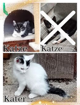 Katzenbabys - Weinbergen