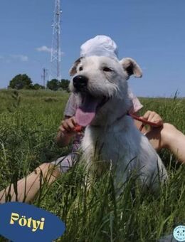 Pötyi VA - aktiv, fröhlich - Rheine