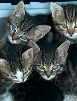 Katzen Kitten getigert - Vachendorf