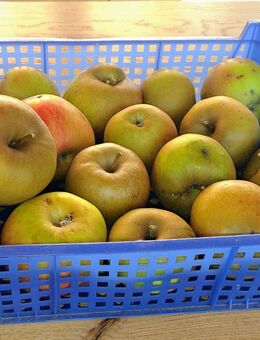 Äpfel Streuobst Fallobst Apfelkuchen Apfelmus Brotaufstrich - Düsseldorf