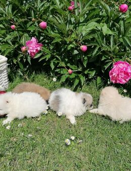 Reinrassige Pomeranian Welpen - Kyritz