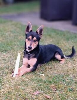 Timmy, 2Jahre,74523 Schwäbisch Hall - Schwäbisch Hall