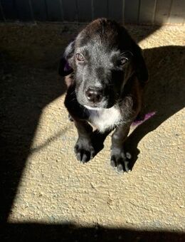 Yakari will die Welt erkunden - Celle