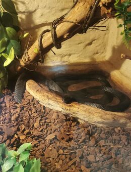 Schwarze Mexiko Königsnatter (Lampropeltis getula nigrita) - Schwerin
