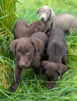 Familien Freundliche Schoko Labrador Welpen - Dortmund