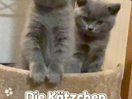 🐾 Zwei wunderschöne BKH-Kitten zur sofortigen Abholung verfügbar 🐾 - Bischofsmais
