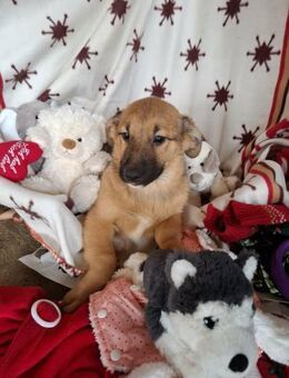 Ari soll nicht in Rumänien aufwachsen - Blankenheim (Nordrhein-Westfalen)