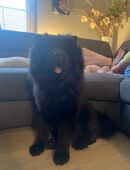 Chow-Chow 3 Jahre in 22399