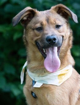 NOTFALL: Für ivo spitzt sich die Lage z - Obertshausen