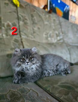 Reinrassige Perserkatzen Kitten - Bad Hersfeld