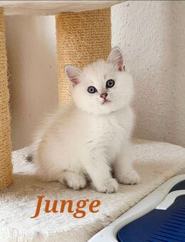 BKH kitten mit schönen blauen Augen - Detmold