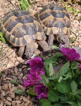 2 Maurische Landschildkröten - Rheinfelden (Baden)