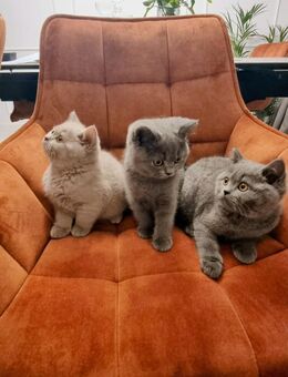 Britische Zuchtkätzchen mit Stammbaum und Chip suchen ein neues Zuhause - Bad Schwalbach