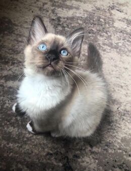 Süßer Birma Kater sucht liebevolles Zuhause - Bergisch Gladbach