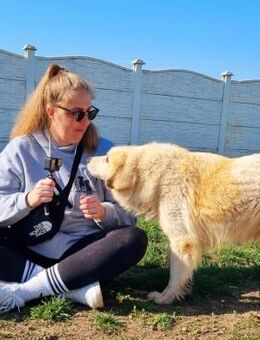 Henry ist verträglich + menschenbezogen - Koblenz