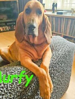 Murfy sucht seine 2 Chance 12/19 BEL - Ruppertsecken