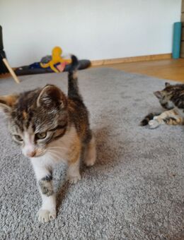 Weibliches Kitten, Glückskatze - Dülmen