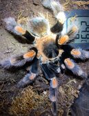 Brachypelma Hamorii 1.0 Adult Männchen in 26169