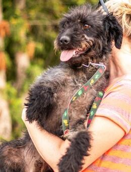 Kormos, freundlicher Pulimixrüde, 4J - Vaterstetten