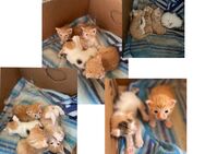 Vier Katzen Babys - Trendelburg