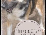 Ted lebt von Geburt an im Shelter - Gelenau (Erzgebirge)