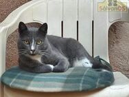 Tommy FIV-Kater sucht sein Glück - Bad Camberg