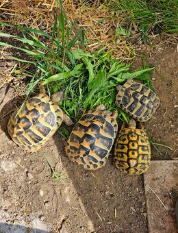 Gruppe Griechische Landschildkröten - Testudo hermanni - Ehingen (Regierungsbezirk Schwaben)