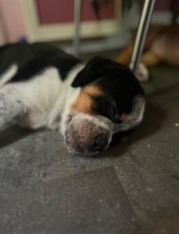 Bordeaux Dogge Aussi mix - Remscheid