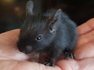 Degus Jungtiere