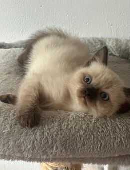 Heilige Birma Kater Und weiblich - Mönchengladbach