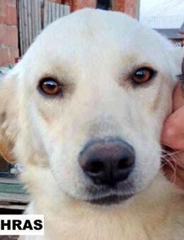 Rüde Mithras sucht liebe Menschen - Neuhausen (Fildern)