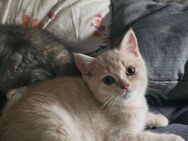 Zwei liebe BKH-Kater suchen ein neues Zuhause 🐾 - Düsseldorf