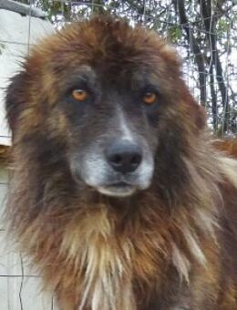 Herzensguter Hundemann Jovan - Sehnde