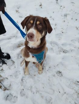 Suki sucht dringend ein Zuhause oder eine neue Pflegestelle - Glonn