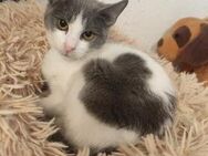 Kater Melvin - Garching (München)