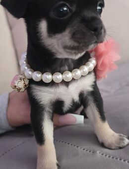 Mini Pfoten auf großer Mission - Unsere Chihuahua Welpen sind da - Großengottern
