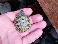 Griechische Landschildkröten zu verkaufen - Leer (Ostfriesland) Zentrum