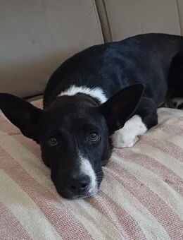 Traumhund Mila sucht ihr Zuhause - Müglitztal