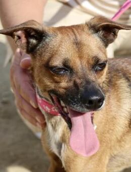 Floki, aktiv, klug, freundlich - Westerholt