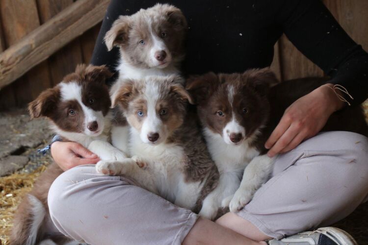Bordercolliewelpen 28.2.25 - Schwarzach (Bayern)