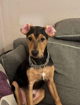 Welpe sucht ein zuhause für immer - Feldkirchen-Westerham