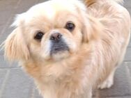 Pekinese mädchen - Aschersleben