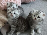 Baby Katze KBH - Wuppertal