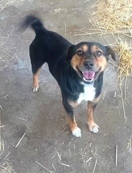 Gomboc möchte wieder eine Familie - Olsberg