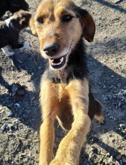 Honey, sanfte Seele sucht Ihre Menschen - Müglitztal