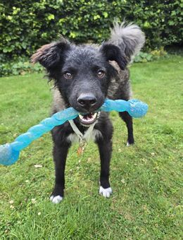 Laroche: Dein neuer bester Hundekumpel - Herford (Hansestadt)