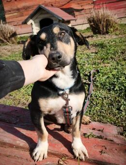 AZURO - ruhig, sanft, kuschelig, 40 cm - Linden (Hessen)